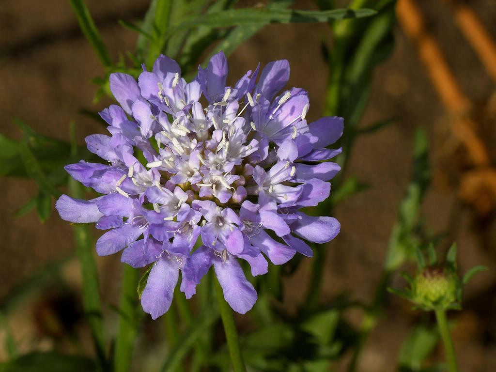 PurpleFlower3.jpg