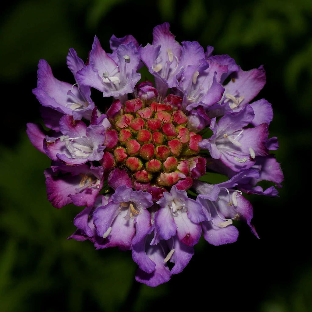 PurpleFlower4.jpg