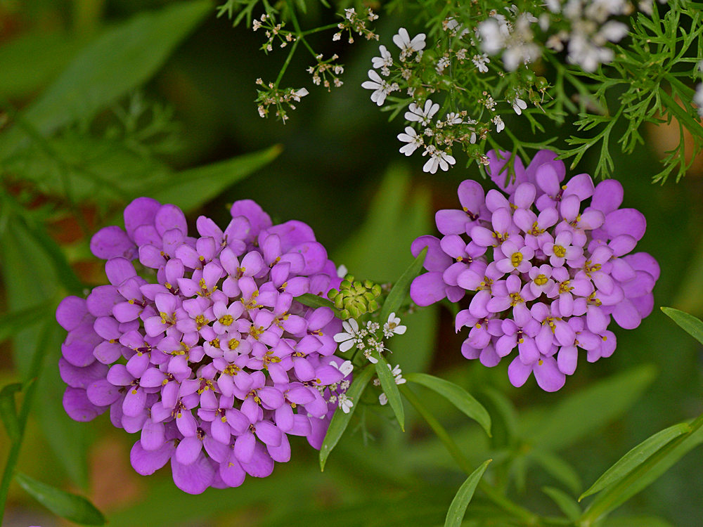 PurpleFlowers.jpg