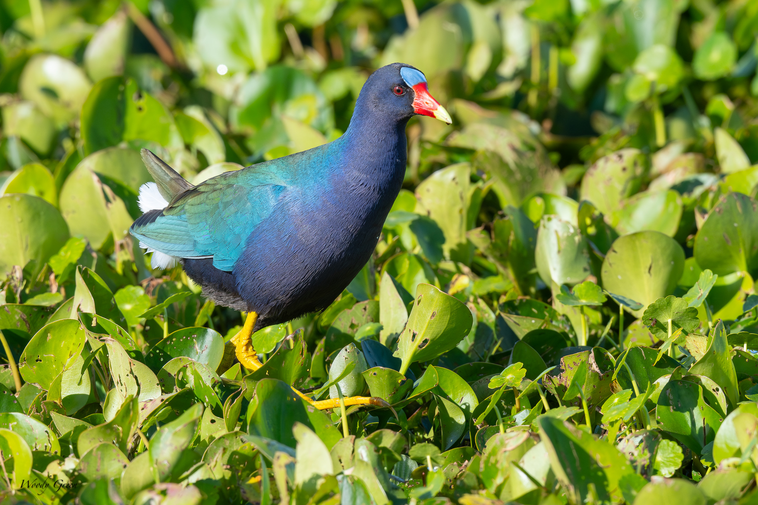 PurpleGallinule-638.jpg
