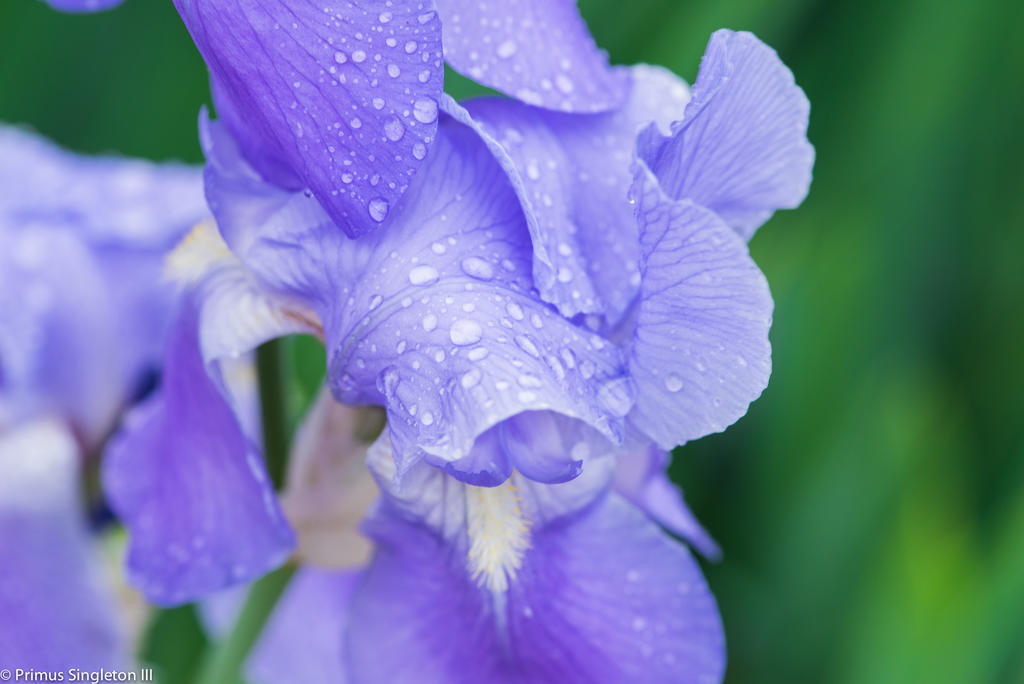 purplerain.jpg