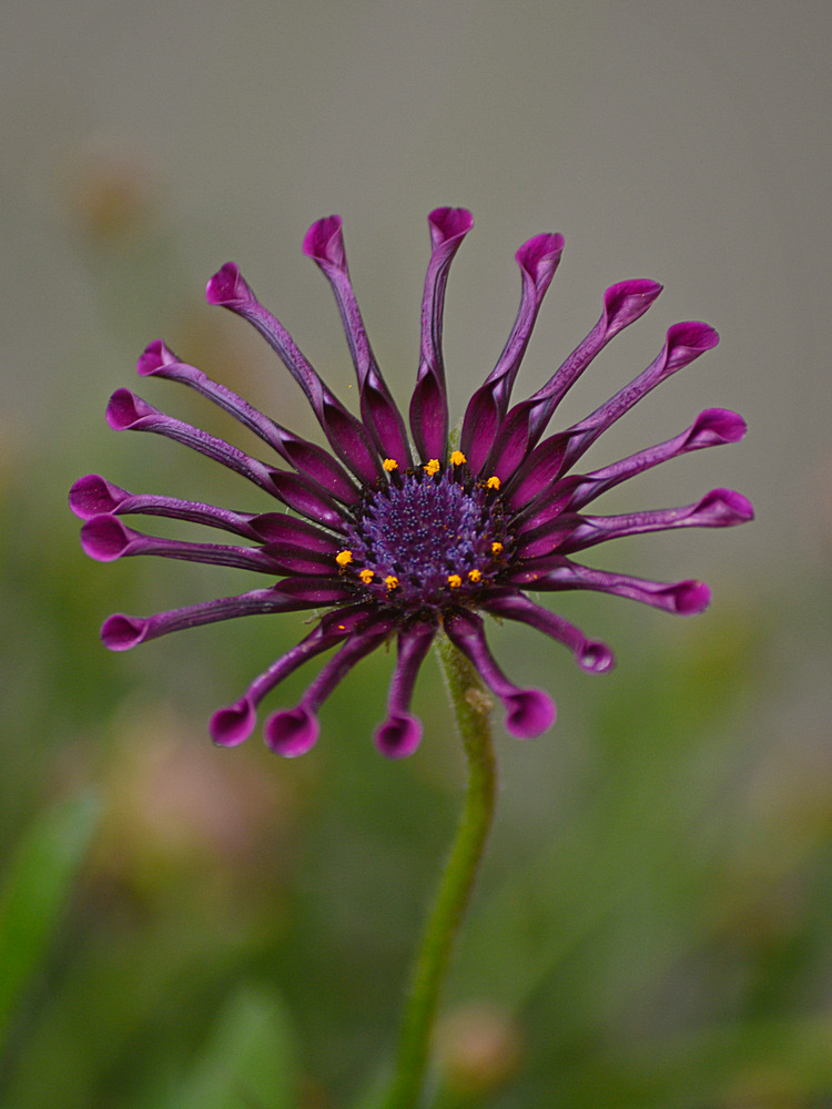 PurpleRain.jpg