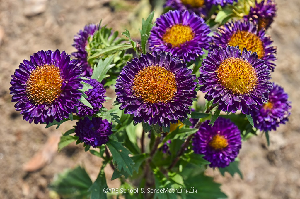 purpleyellow-1.jpg