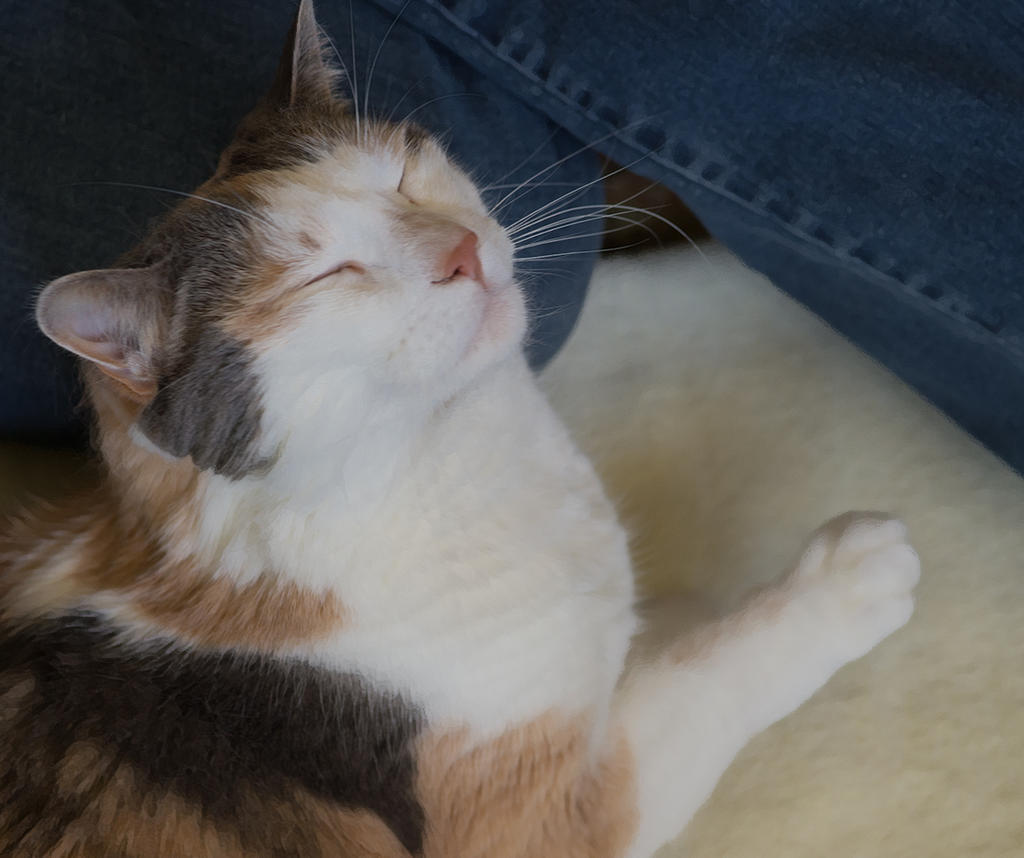 Purring.jpg