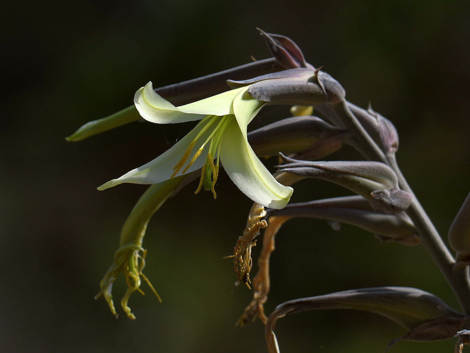 Puya.jpg