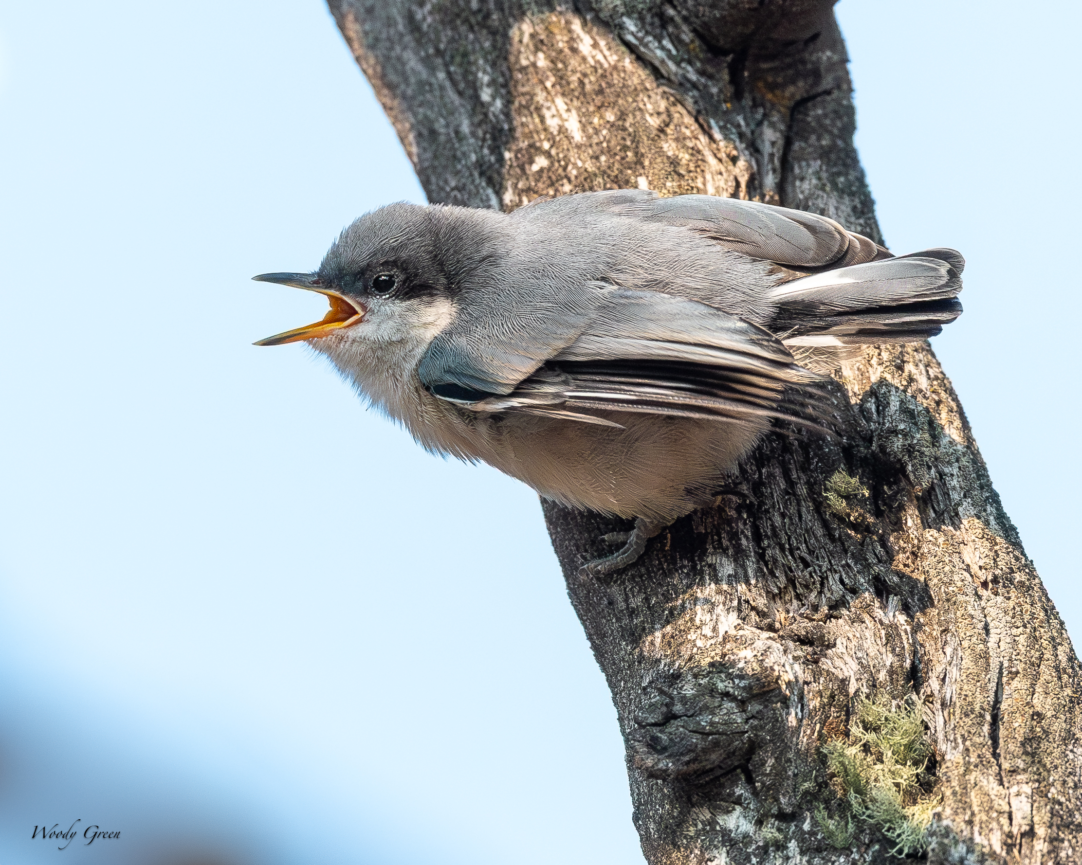 PygmyNHFledge-66.jpg