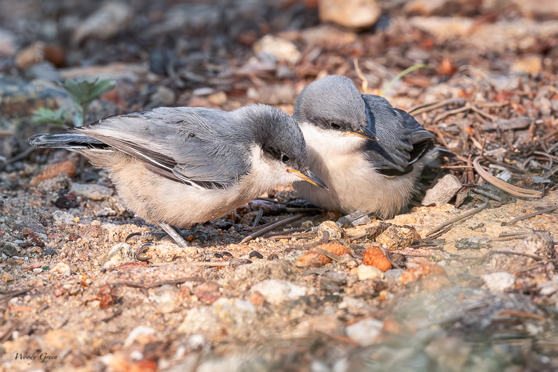 PygmyNHFledges-67.jpg