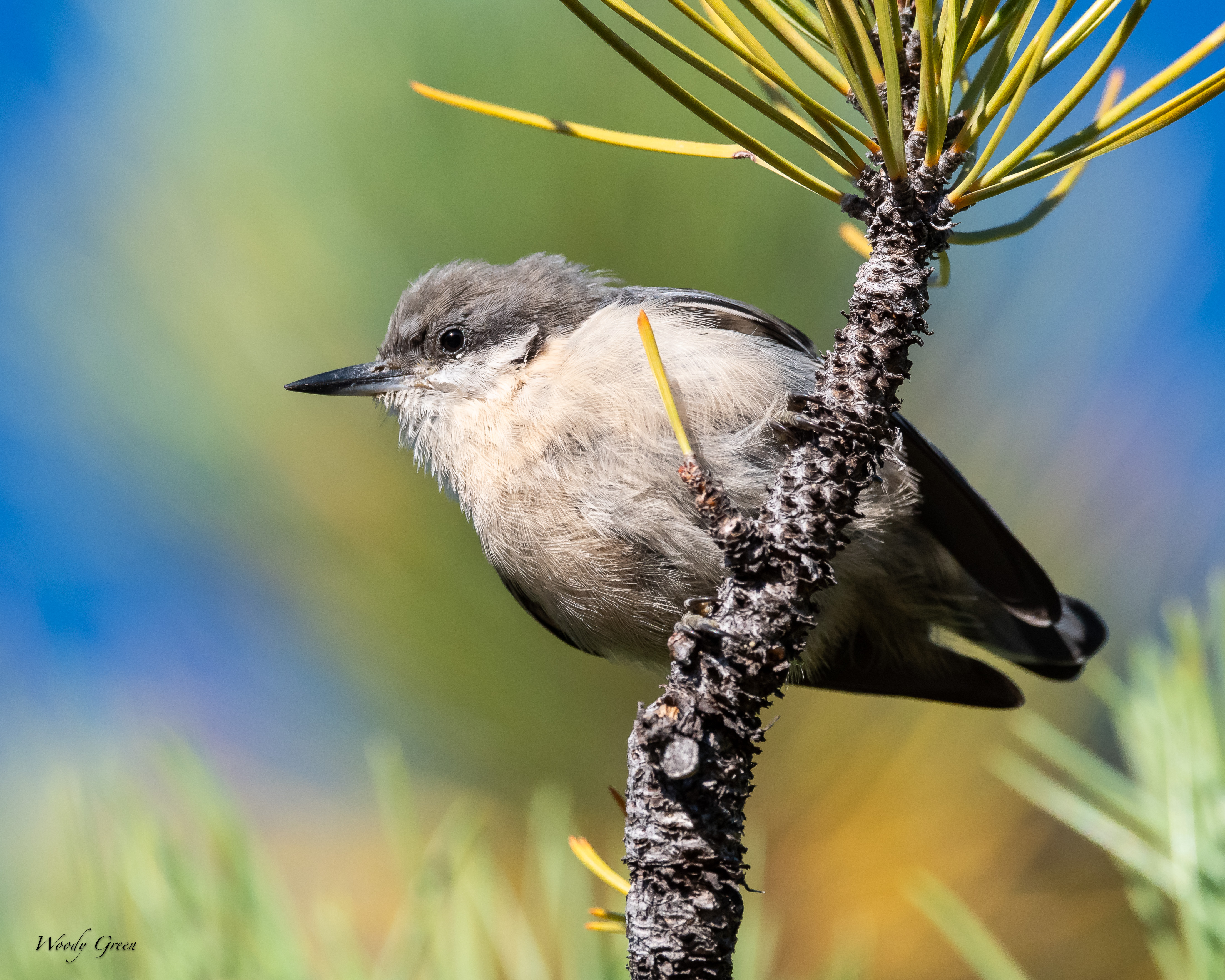 PygmyNuthatch-113.jpg