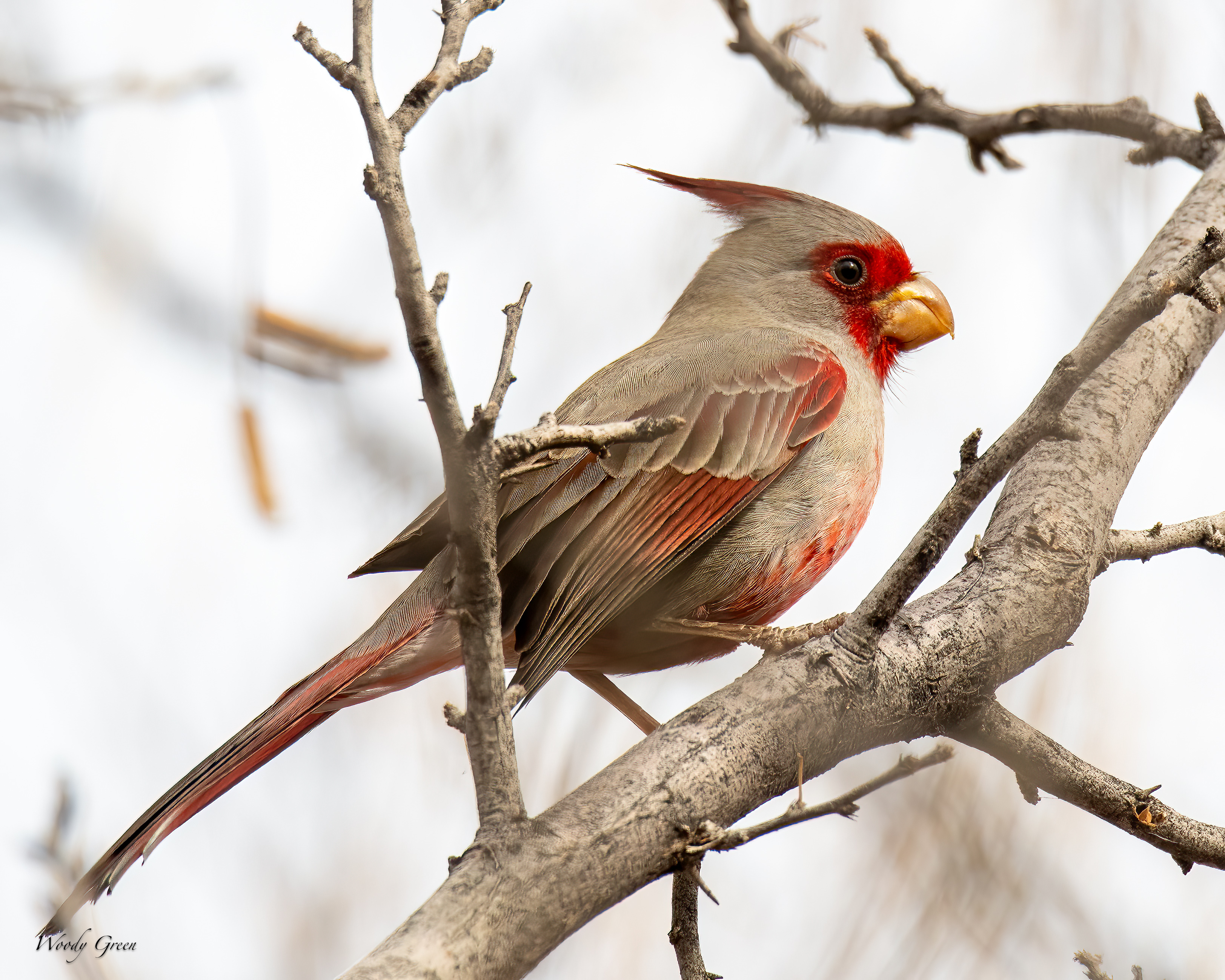 Pyrrhuloxia-242.jpg