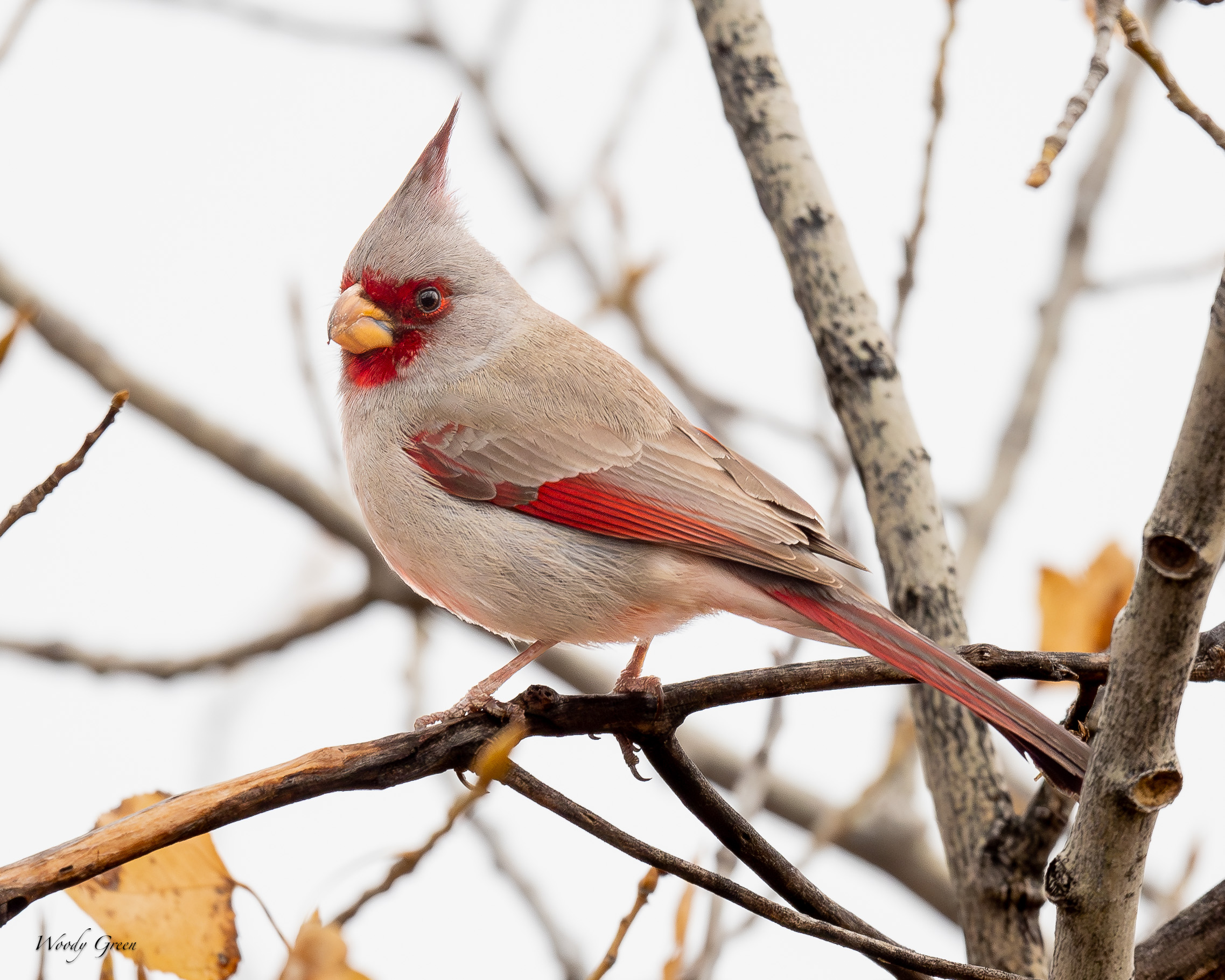 Pyrrhuloxia-520.jpg