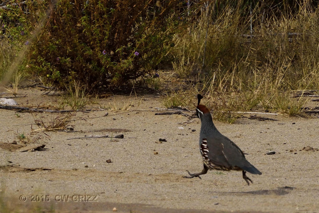 quail-hotfoot-cr.jpg