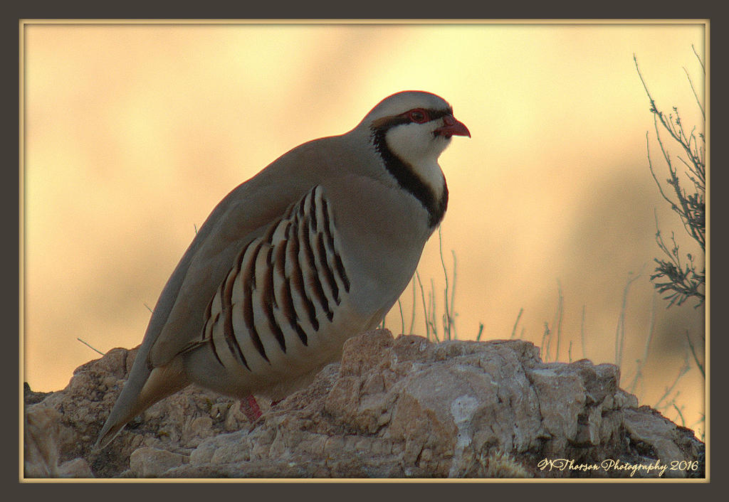 Quail on Antelope Island 2-20-2016.jpg