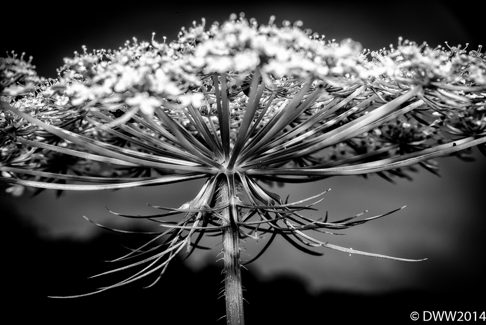 Queen Anne's Lace BW (1 of 1).jpg