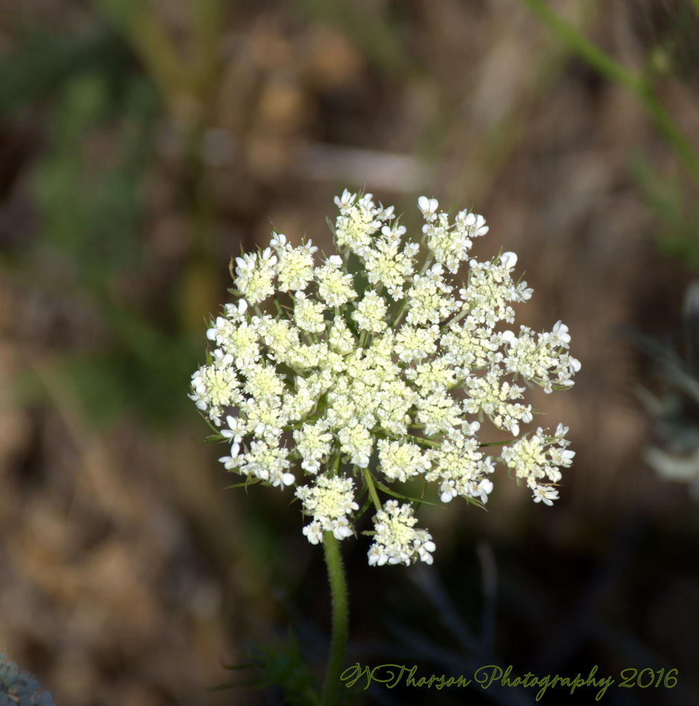 Queen Ann's Lace Flower  7-25-2016.jpg