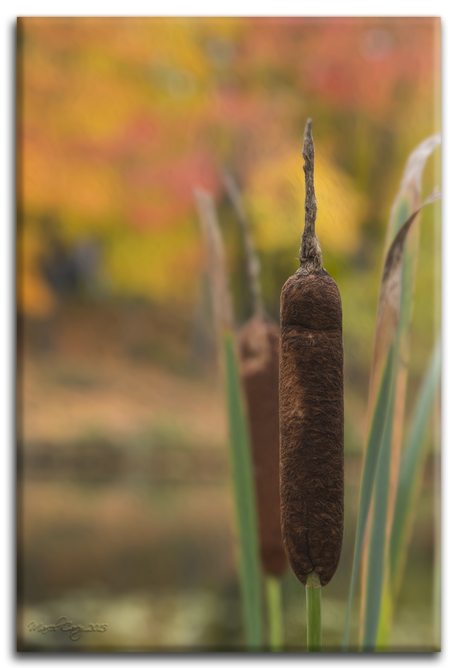 Quenouille d'automne.jpg