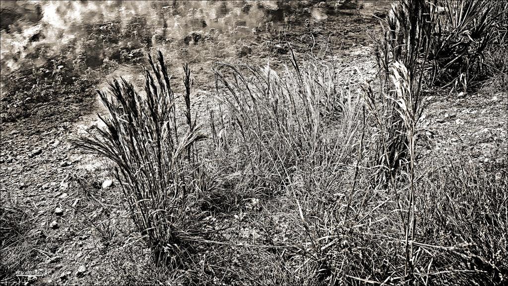 Quiet Waters II.jpg