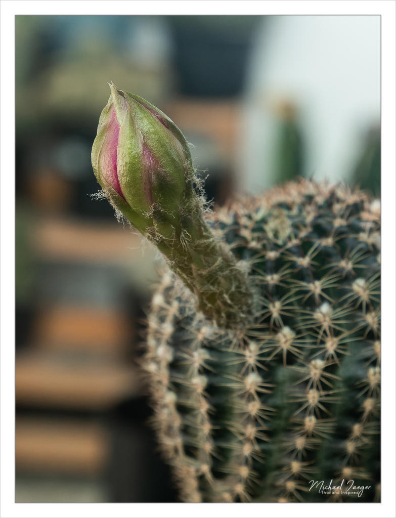 r-catus-6.jpg