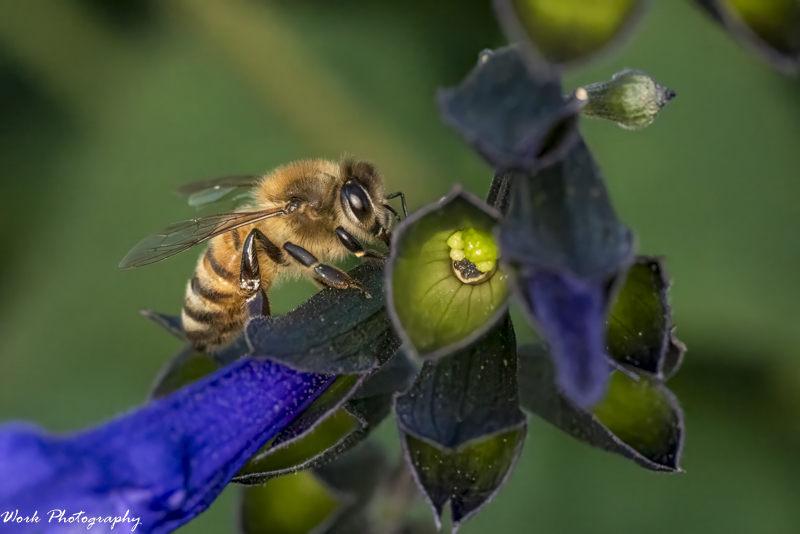 R81_0819-Honeybee.jpg