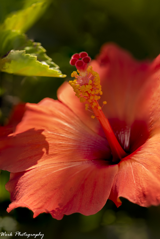R81_1180-Hibiscus.jpg