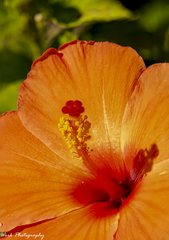 R81_1206-Hibiscus.jpg
