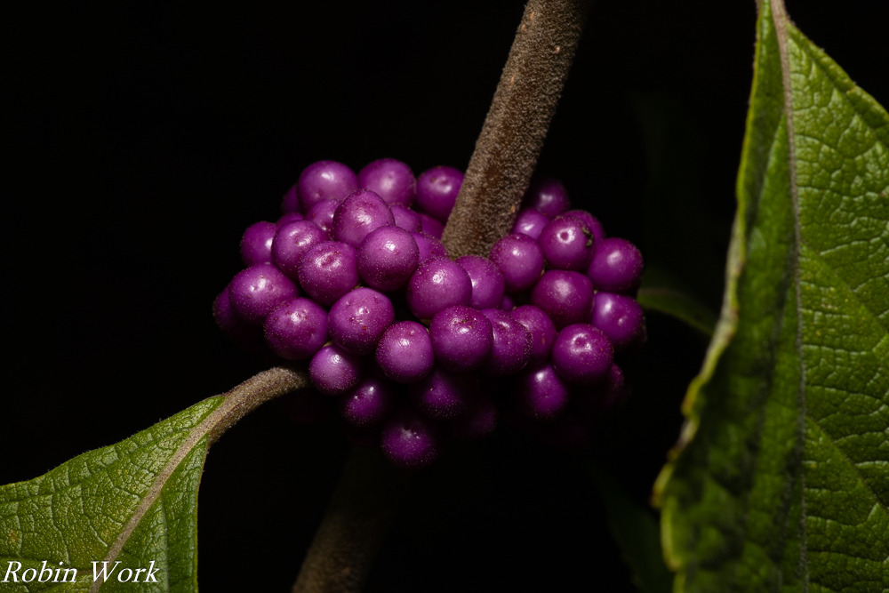 R81_3246.jpg