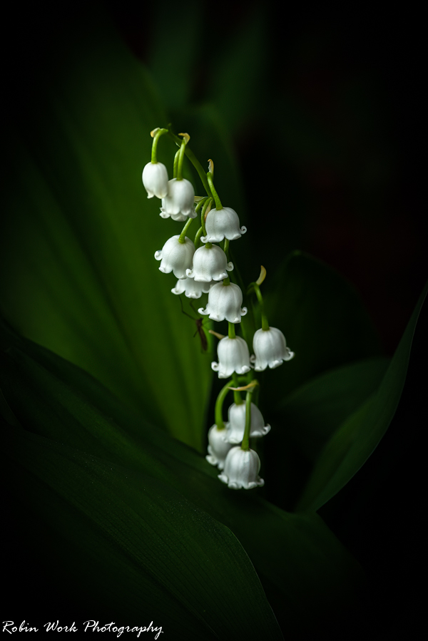 Lily of the Valley