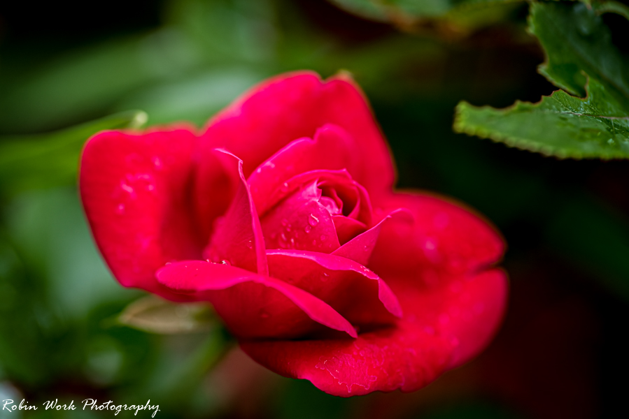 R81_9377-Rose.jpg