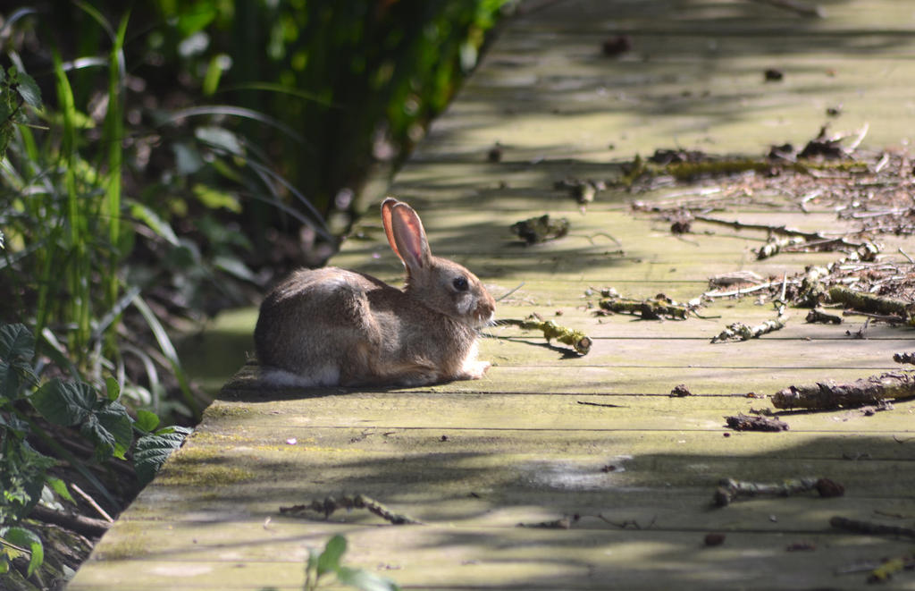 Rabbit 1.jpg