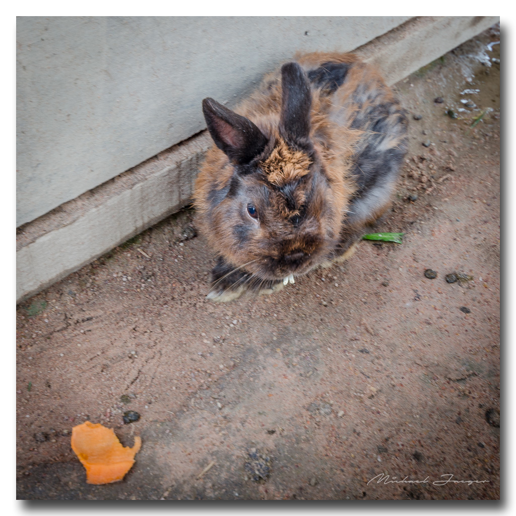 rabbit-1.jpg