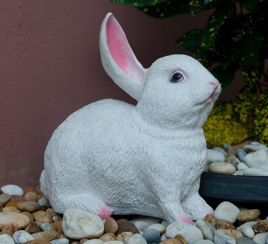 rabbit-1.jpg