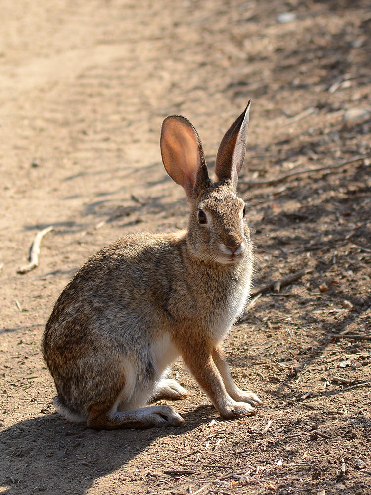 Rabbit.jpg