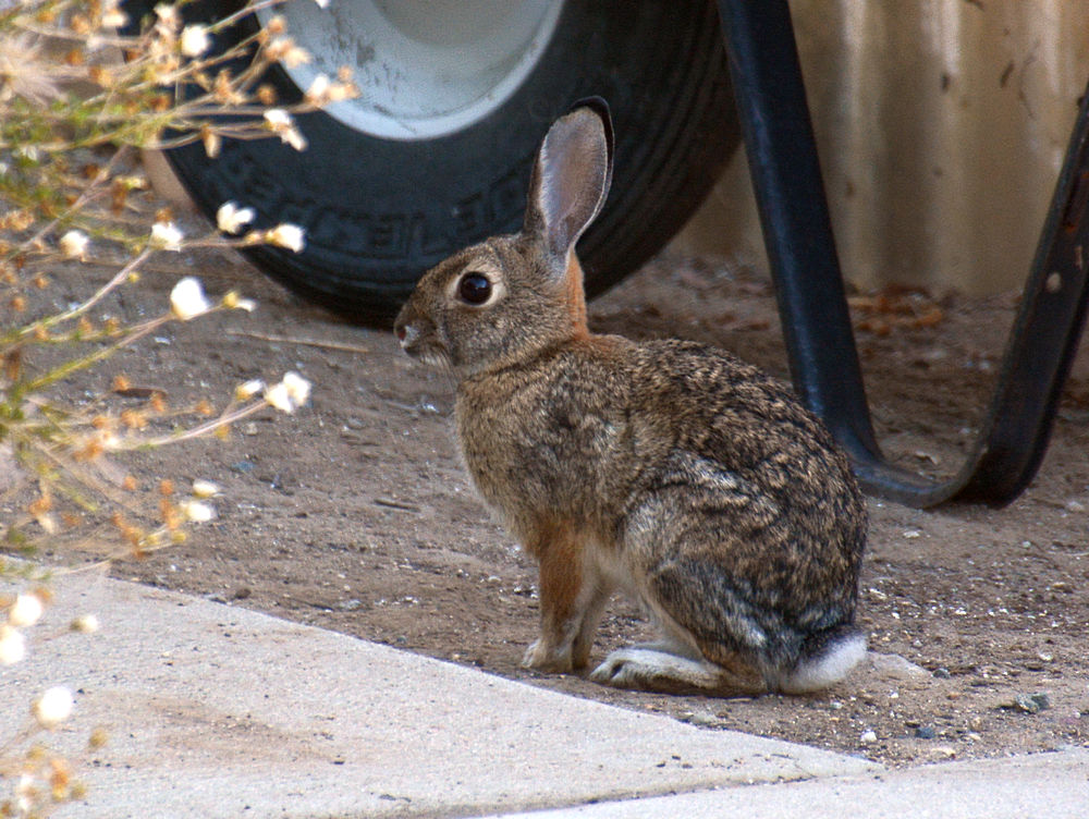 Rabbit.jpg