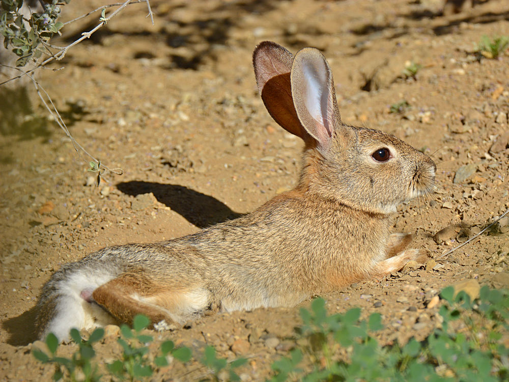 Rabbit.jpg