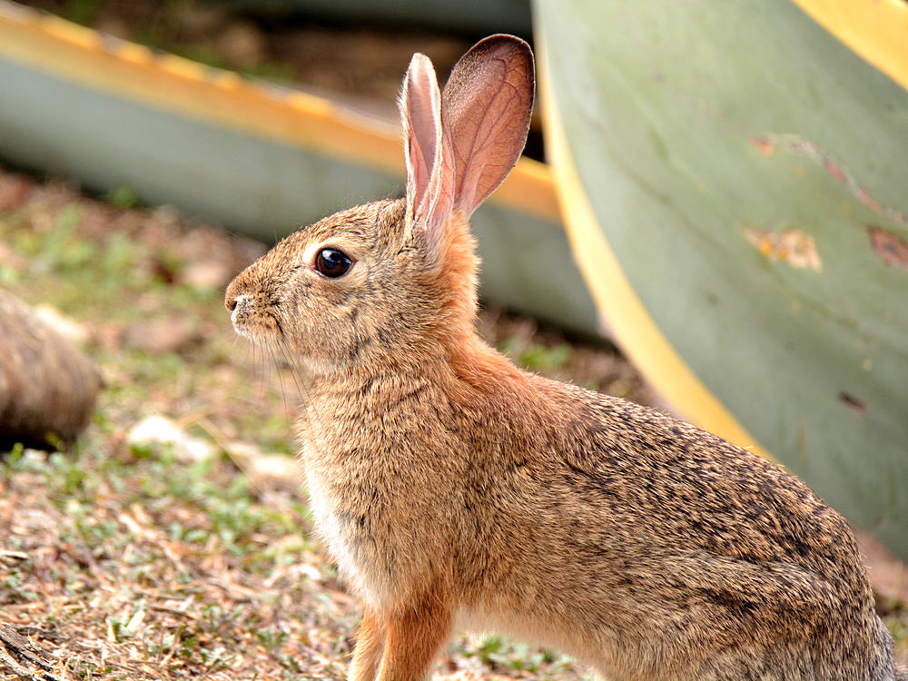 Rabbit.jpg