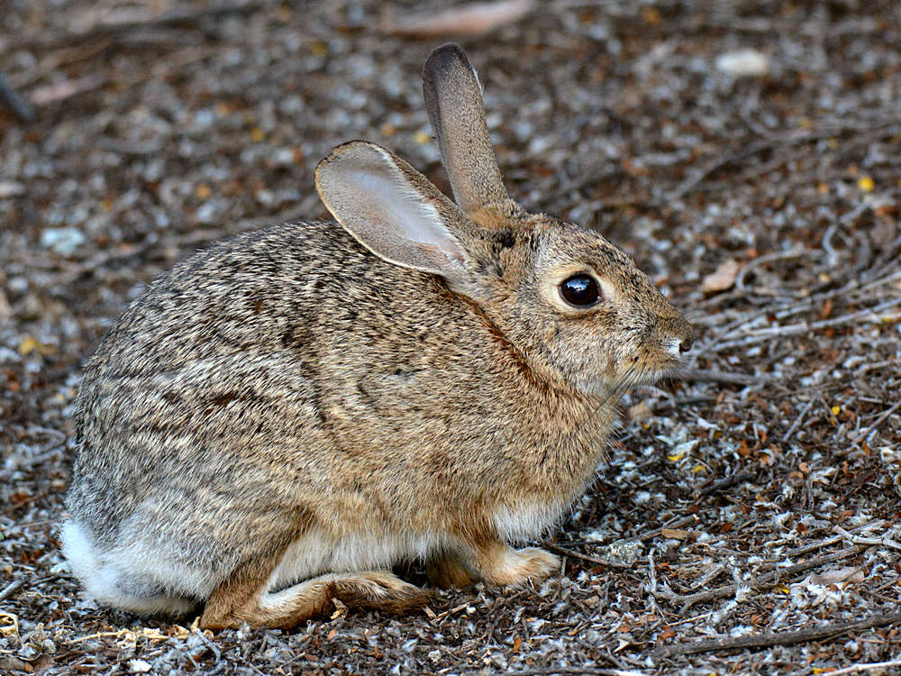 Rabbit.jpg