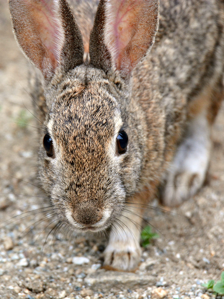 Rabbit.jpg