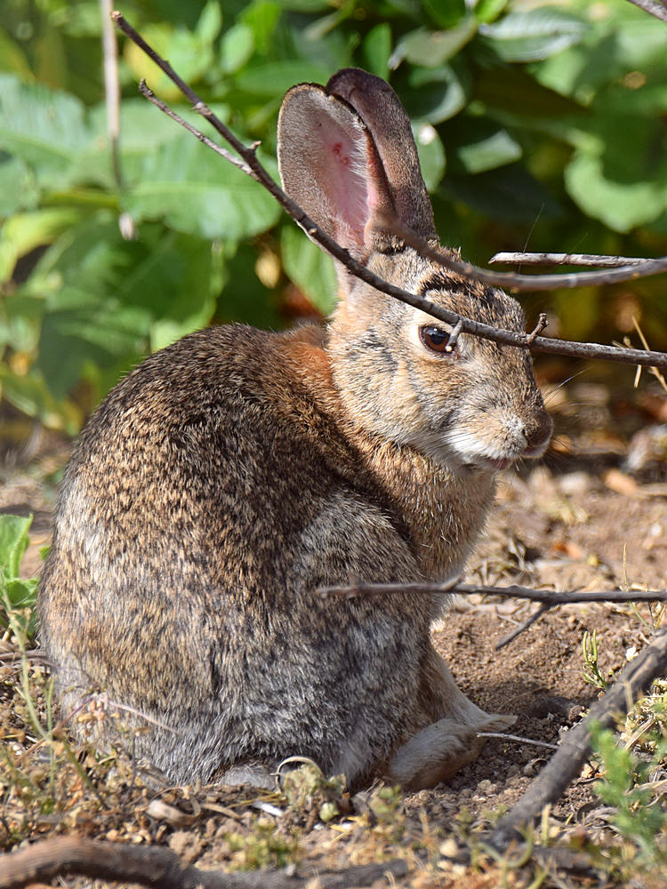 Rabbit.jpg