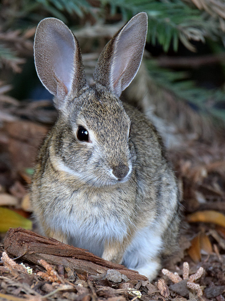 Rabbit.jpg
