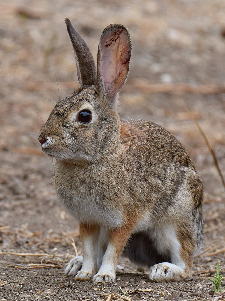 Rabbit.jpg
