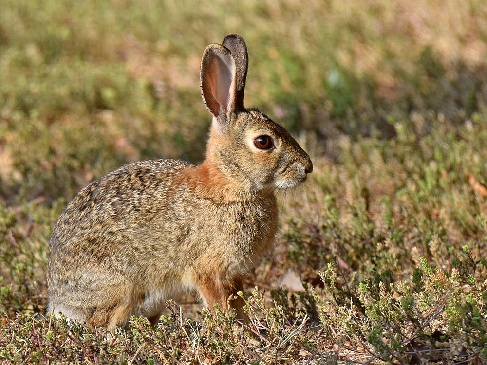 Rabbit.jpg