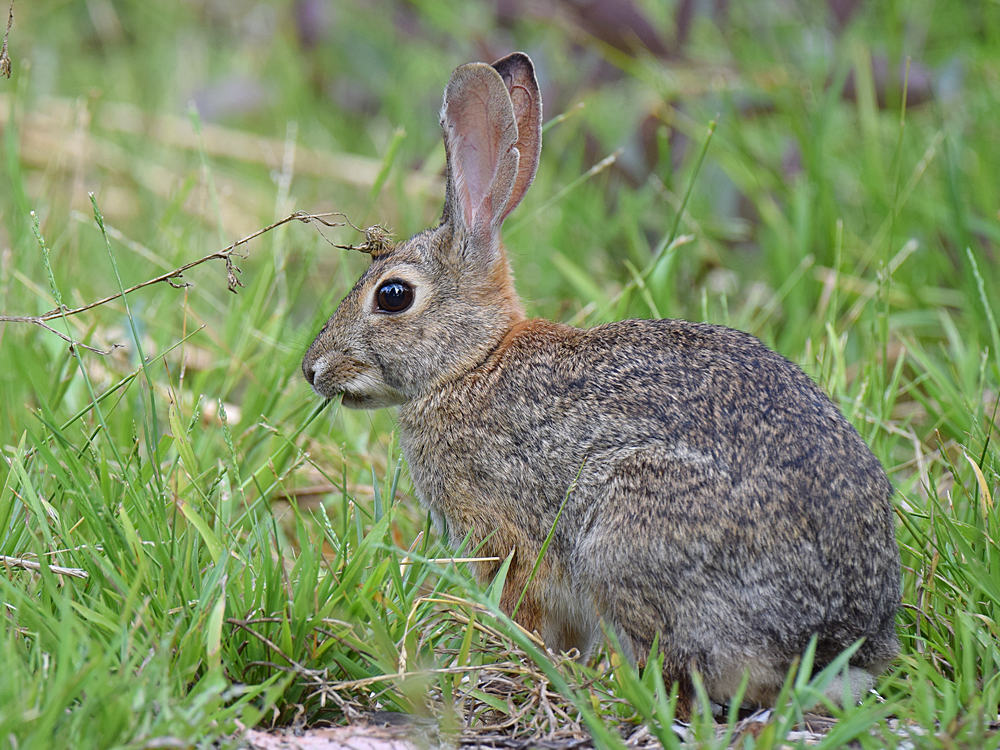 Rabbit.jpg