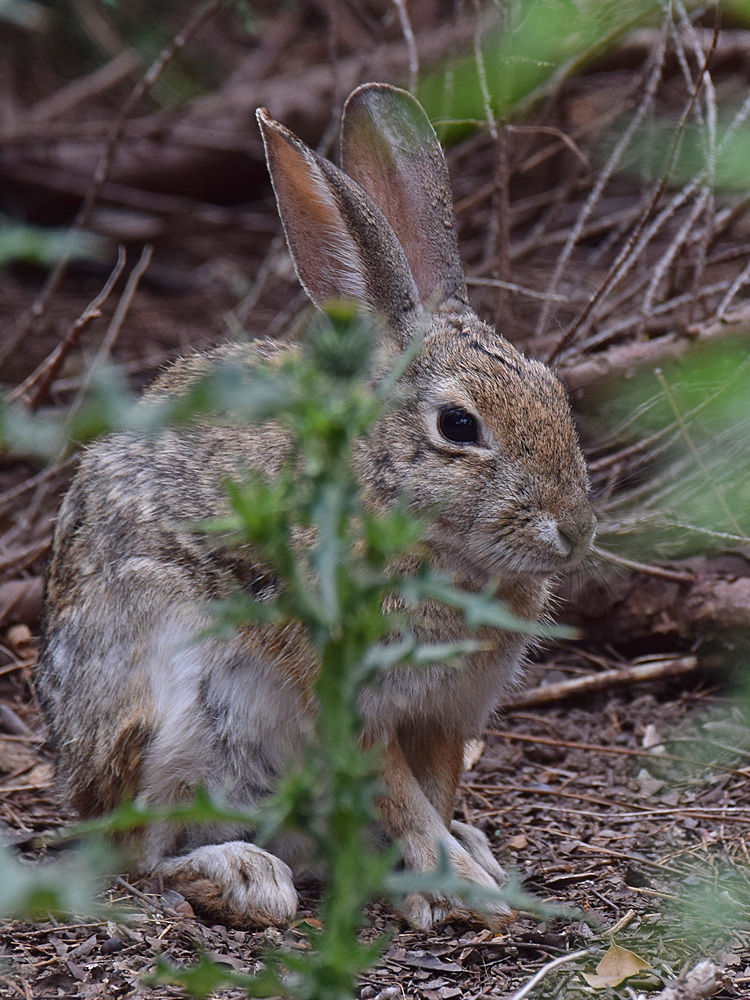 Rabbit.jpg