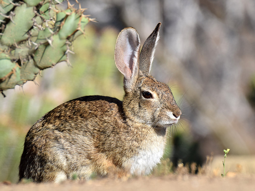Rabbit.jpg