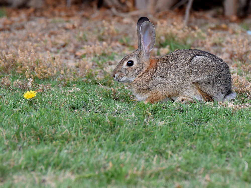 Rabbit.jpg