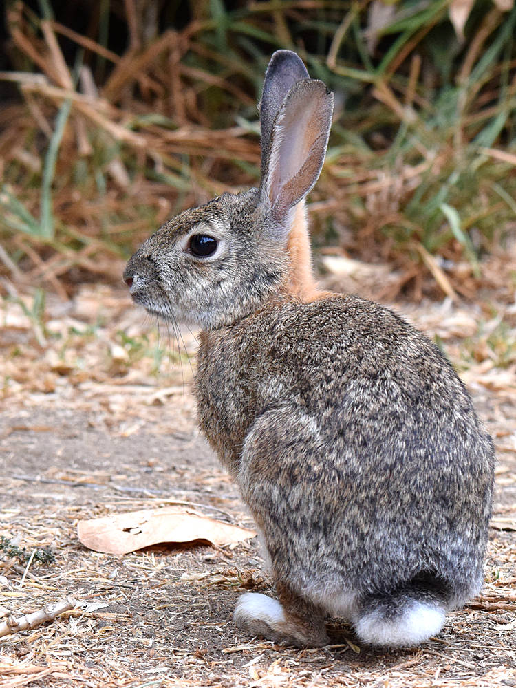 Rabbit.jpg