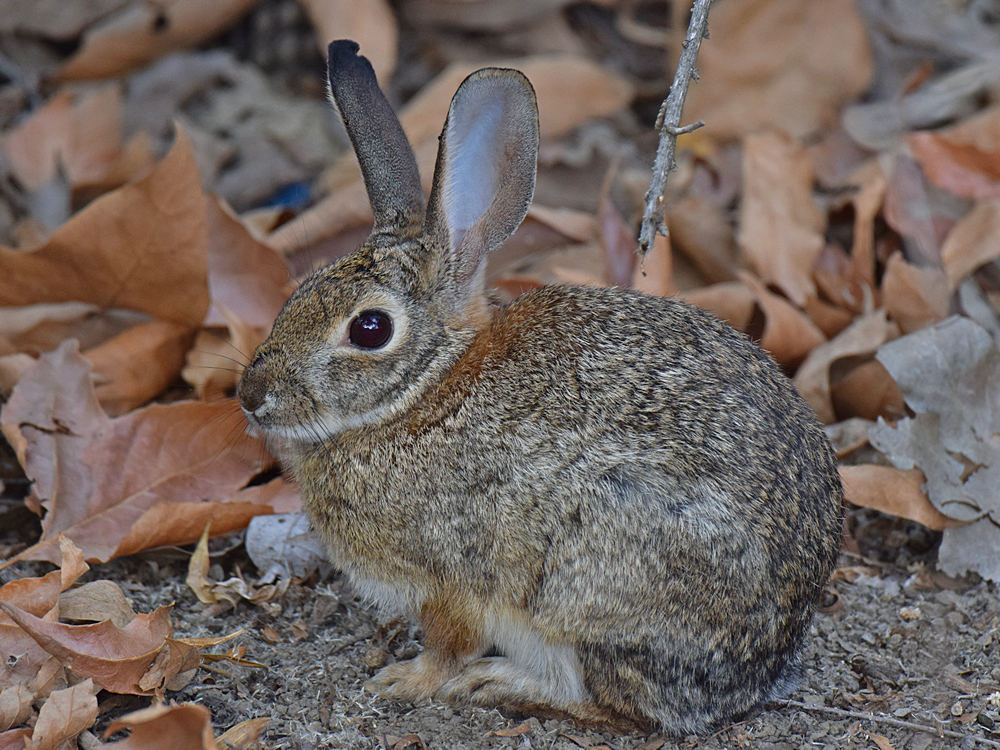 Rabbit.jpg