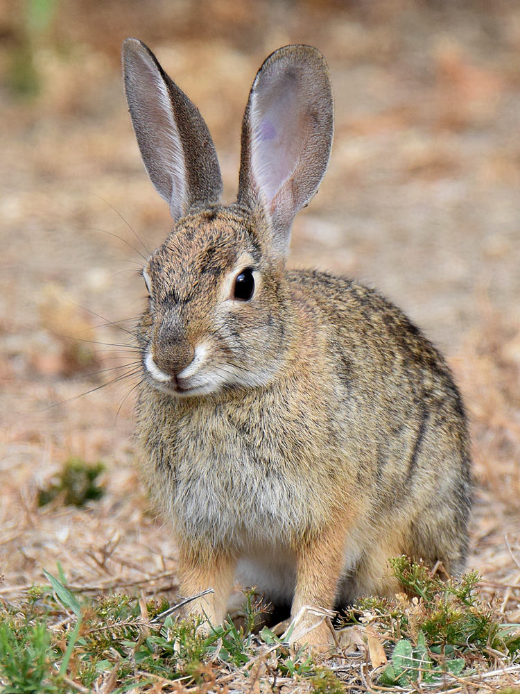 Rabbit.jpg