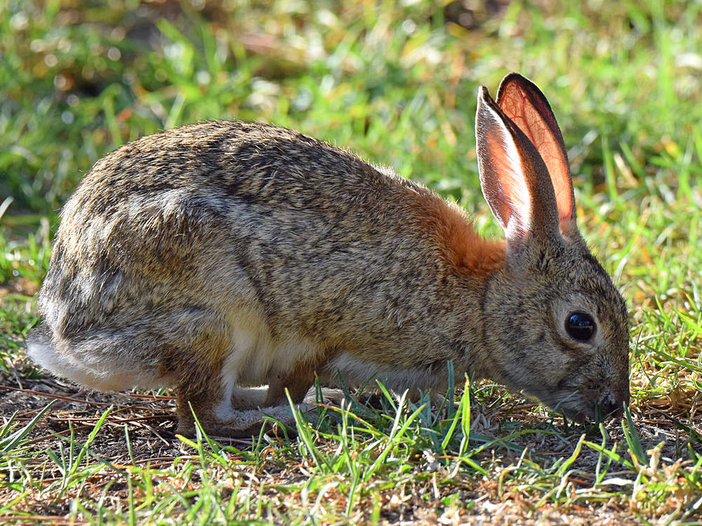 Rabbit.jpg
