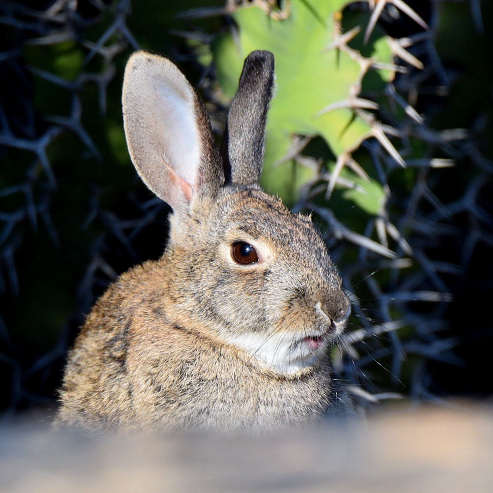 Rabbit.jpg