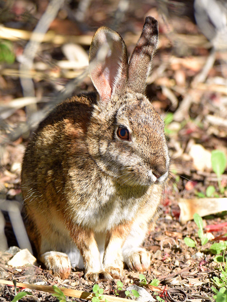 Rabbit.jpg